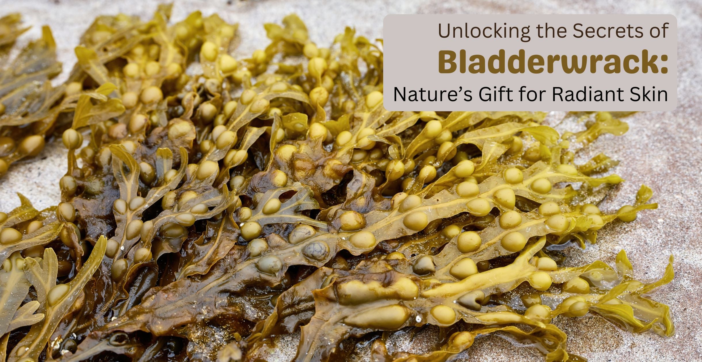 Close-up of bladderwrack seaweed on a sandy beach showing characteristic air bladders