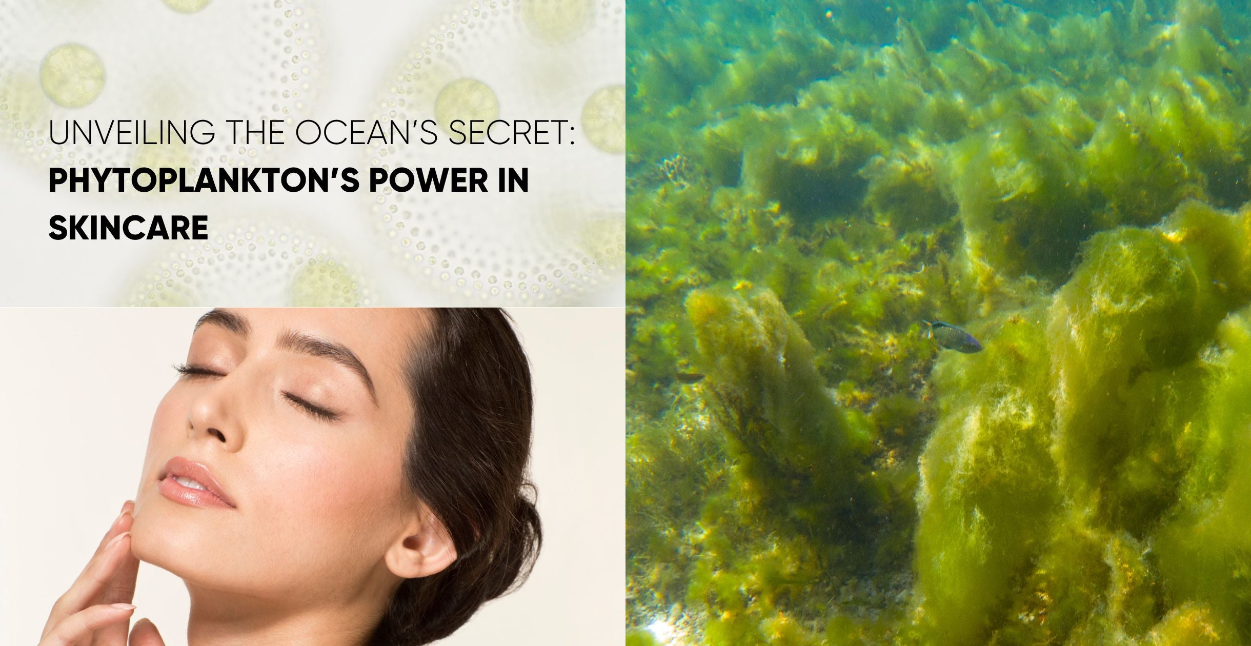 Unveiling the Ocean’s Secret: Phytoplankton’s Power in Skincare