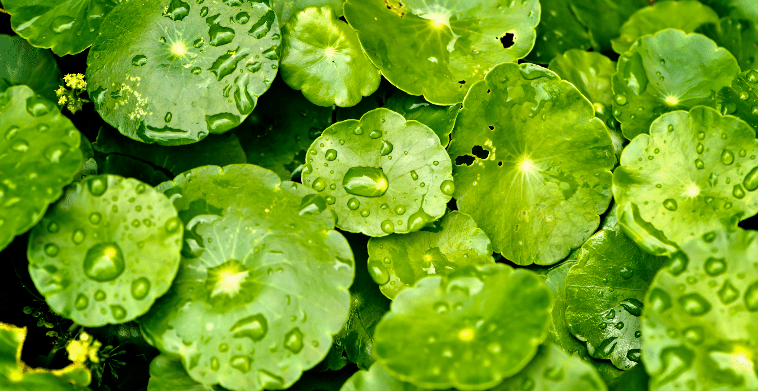 centella asiatica skin benefits