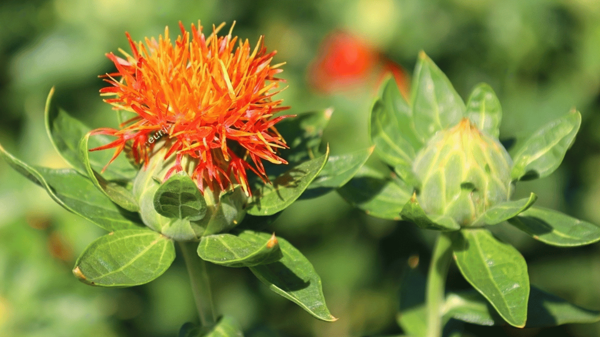 Benefits of Safflower Seed Oil