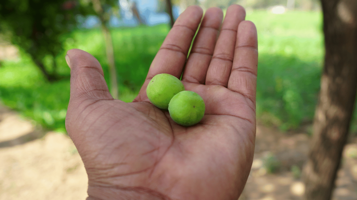 Ber/Jujube Fruit Health Benefits, Uses, Side Effects