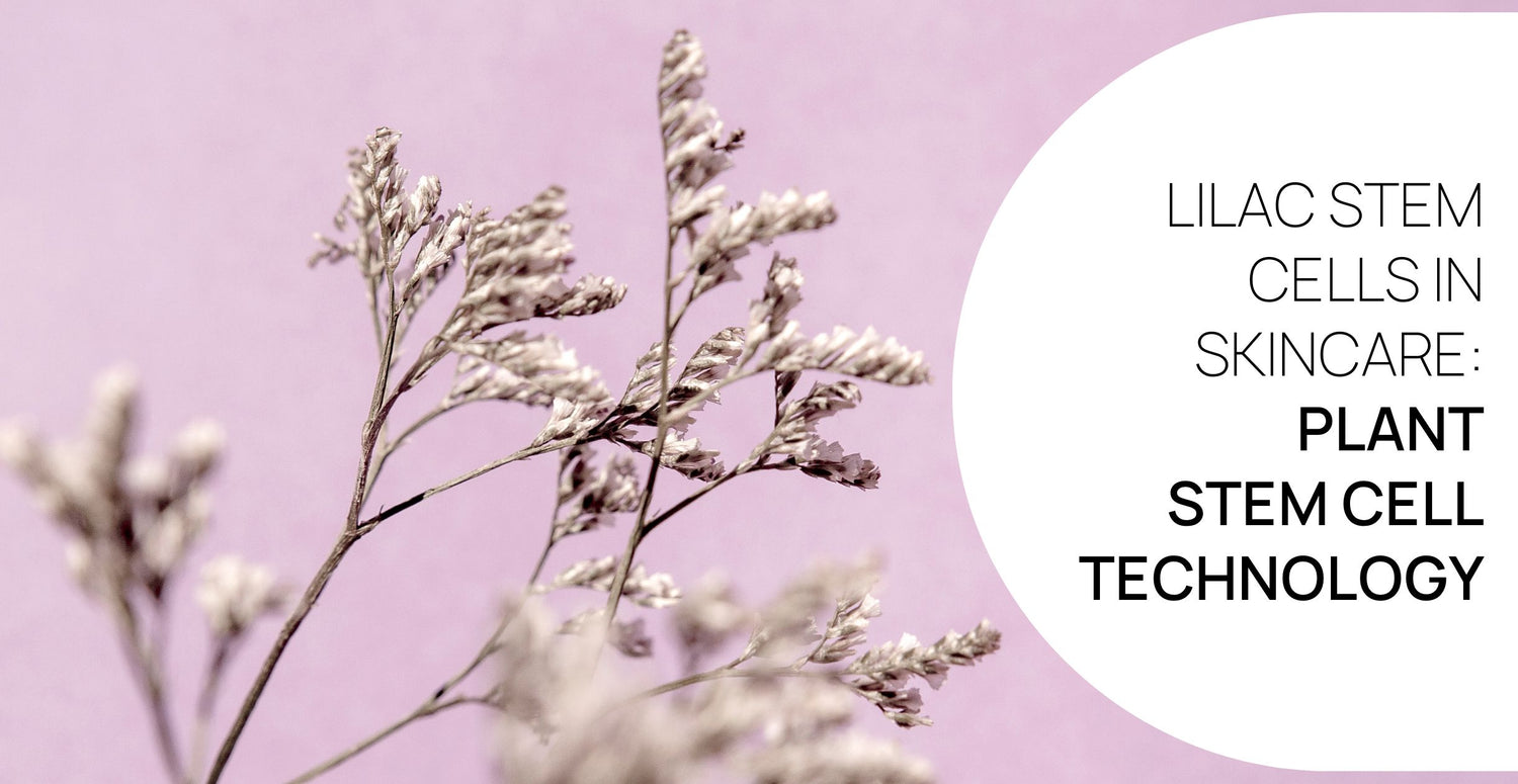 Lilac Stem Cells in Skincare: Plant stem cell technology