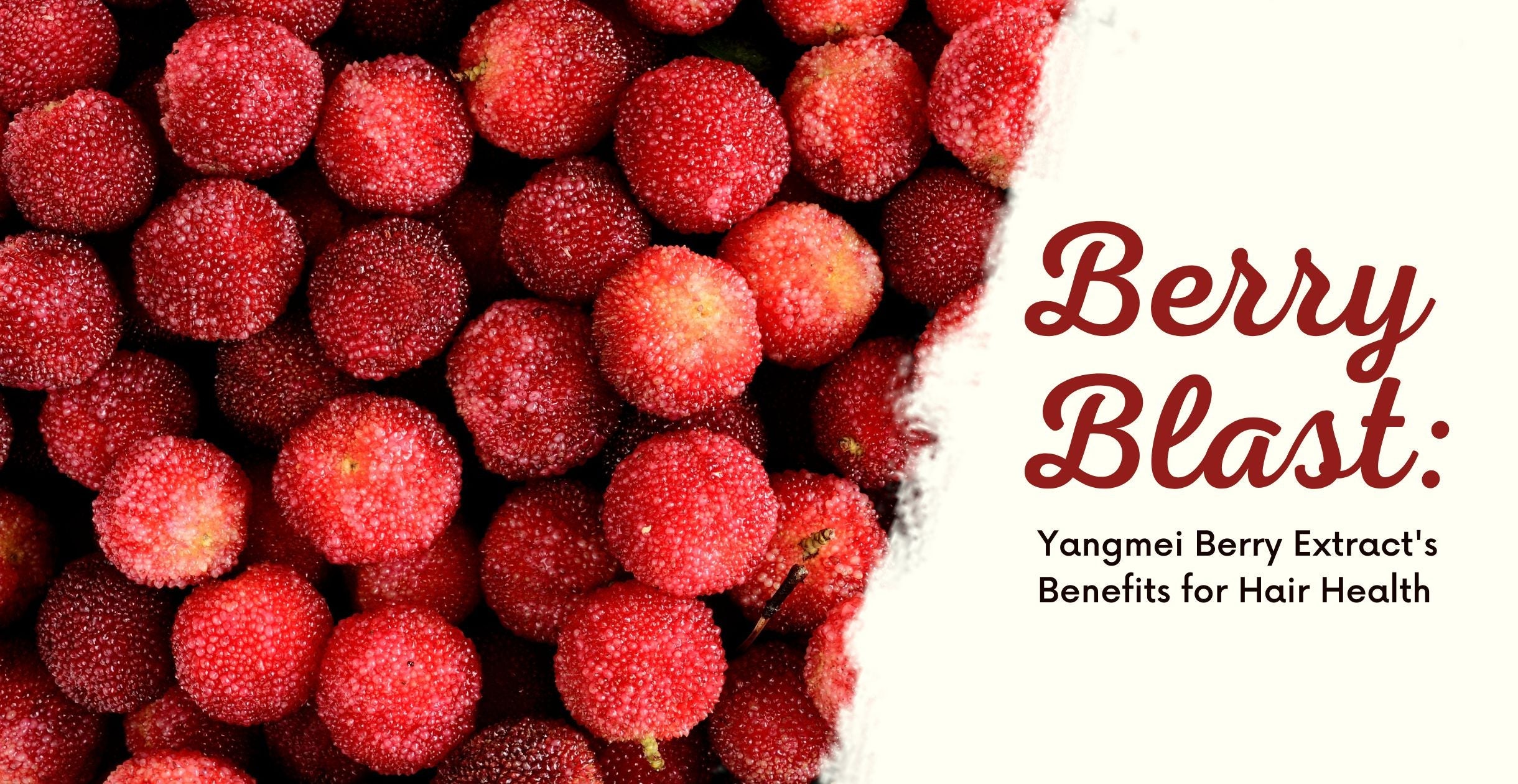 Berry Blast: Yangmei Berry Extract's Benefits for Hair Health