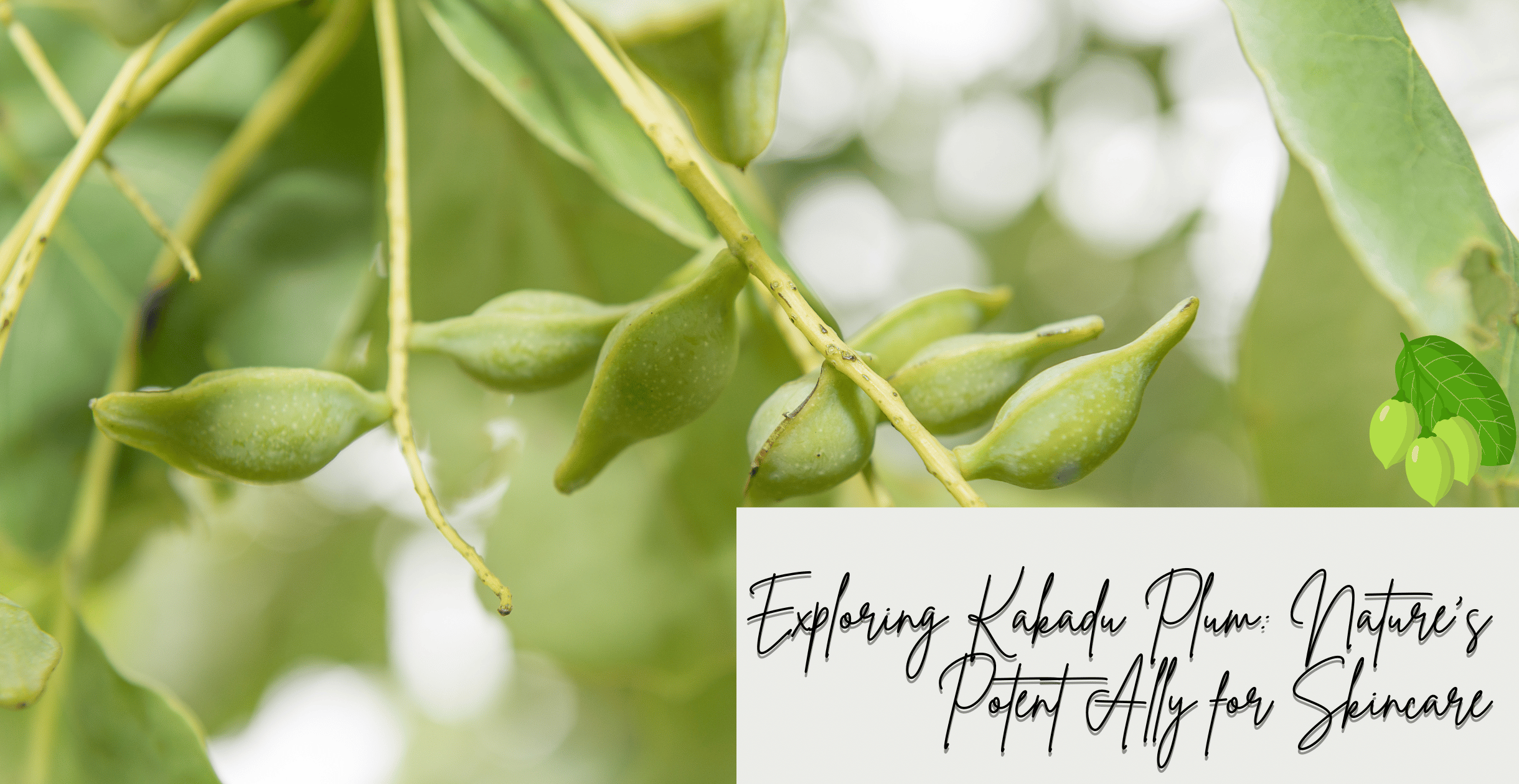 Exploring Kakadu Plum: Nature's Potent Ally for Skincare