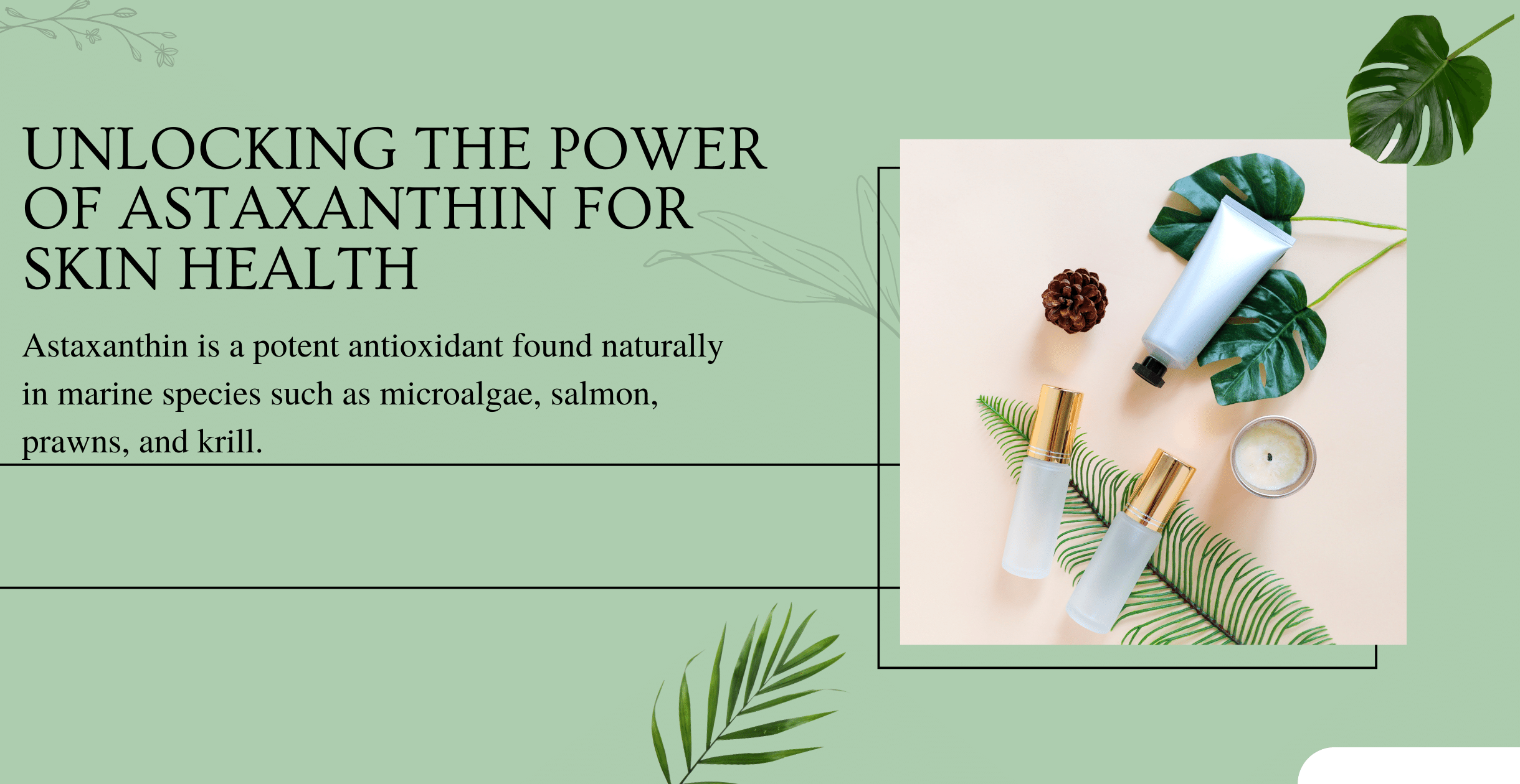 Astaxanthin is a potent antioxidant found naturally in marine species such as microalgae, salmon, prawns, and krill.