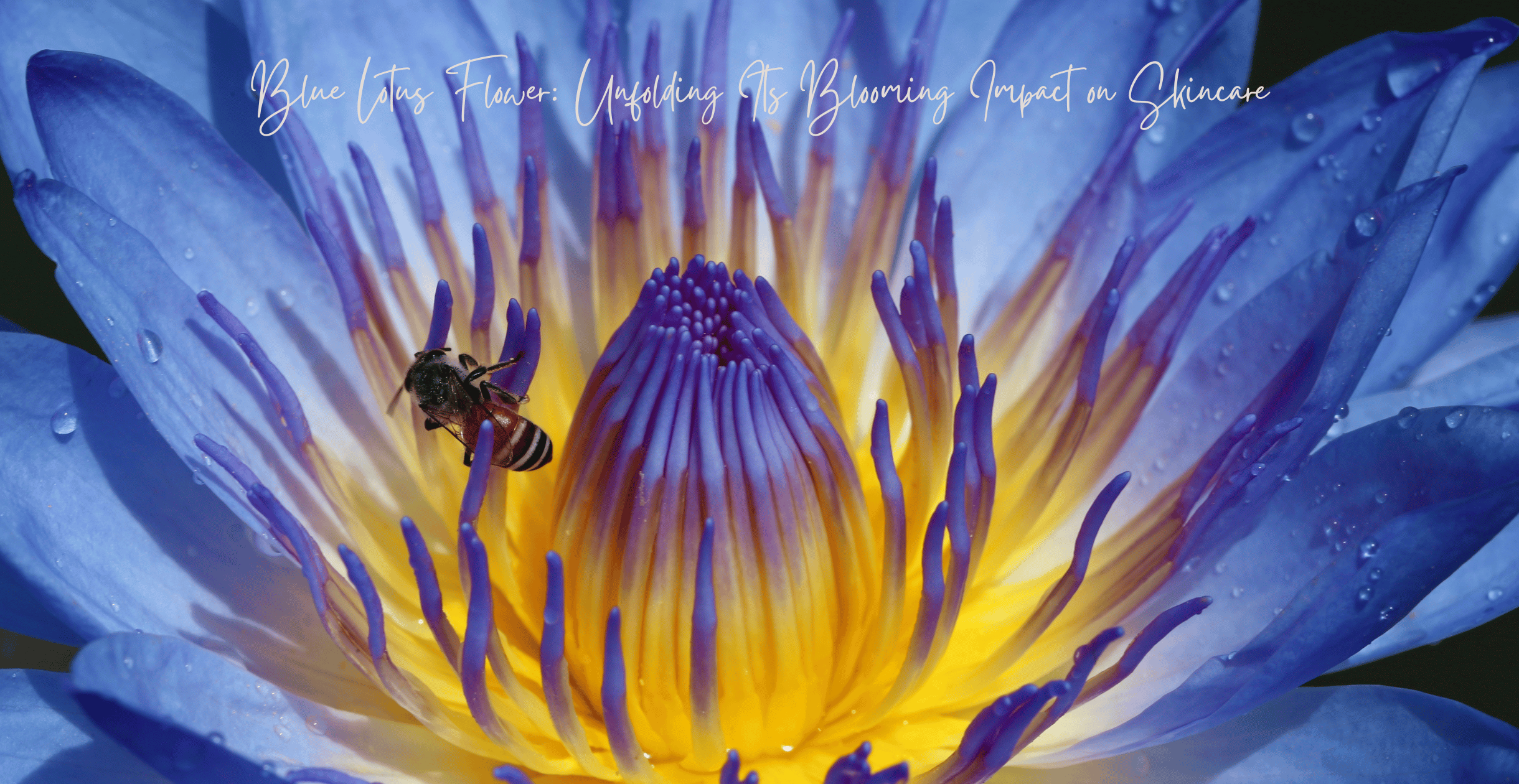 Blue Lotus Flower: Unfolding Its Blooming Impact on Skincare