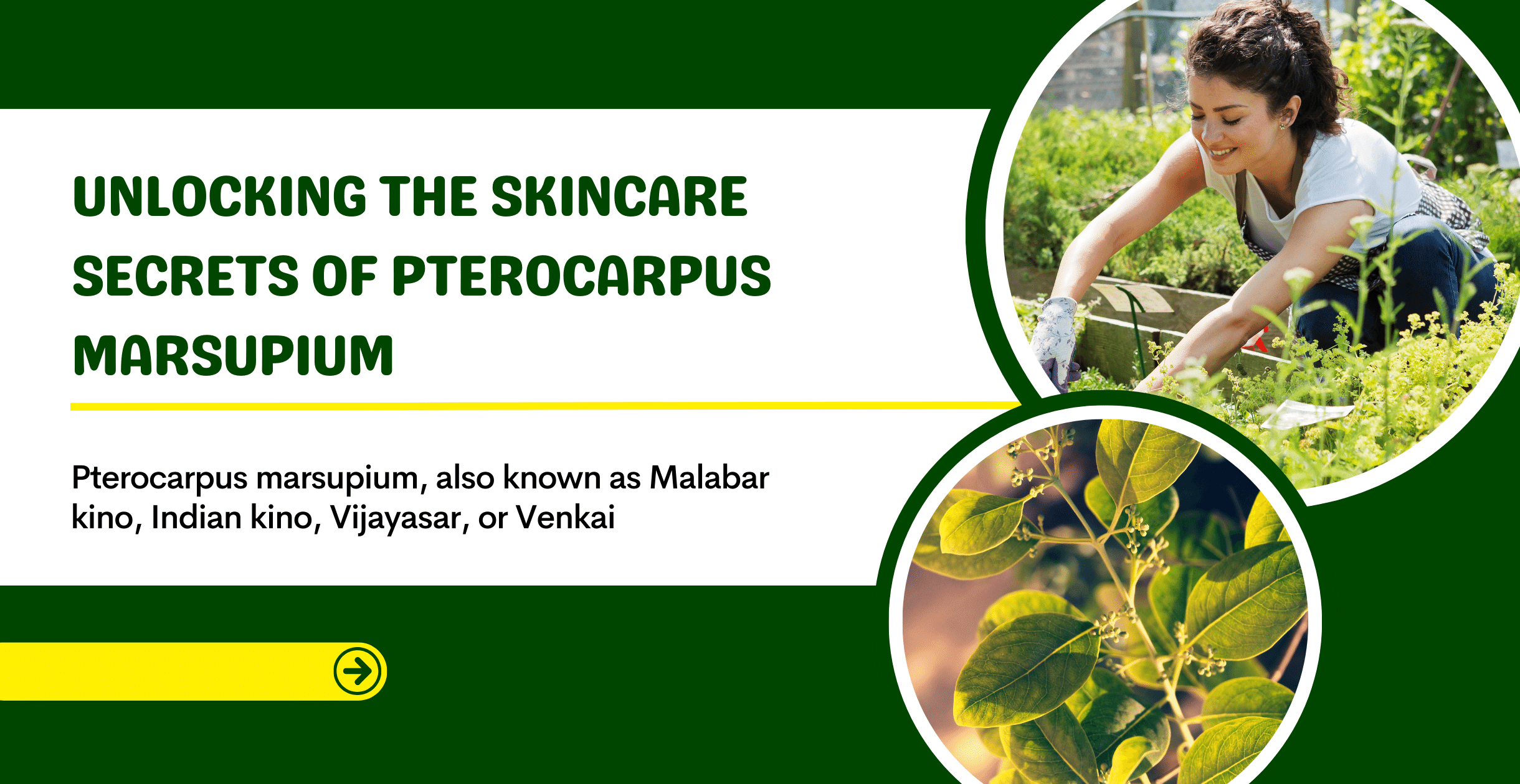 Unlocking the Skincare Secrets of Pterocarpus Marsupium