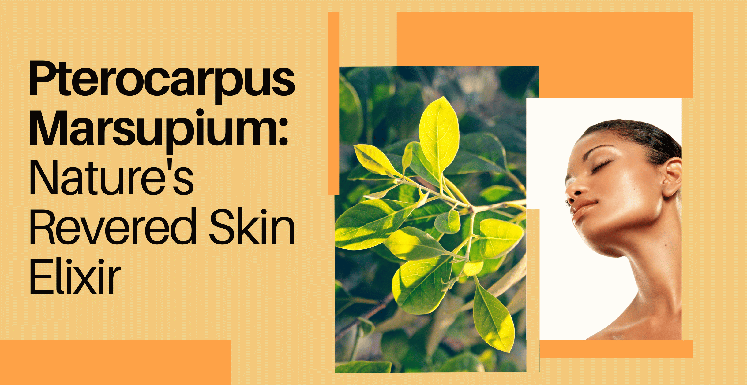 Pterocarpus Marsupium: Nature's Revered Skin Elixir