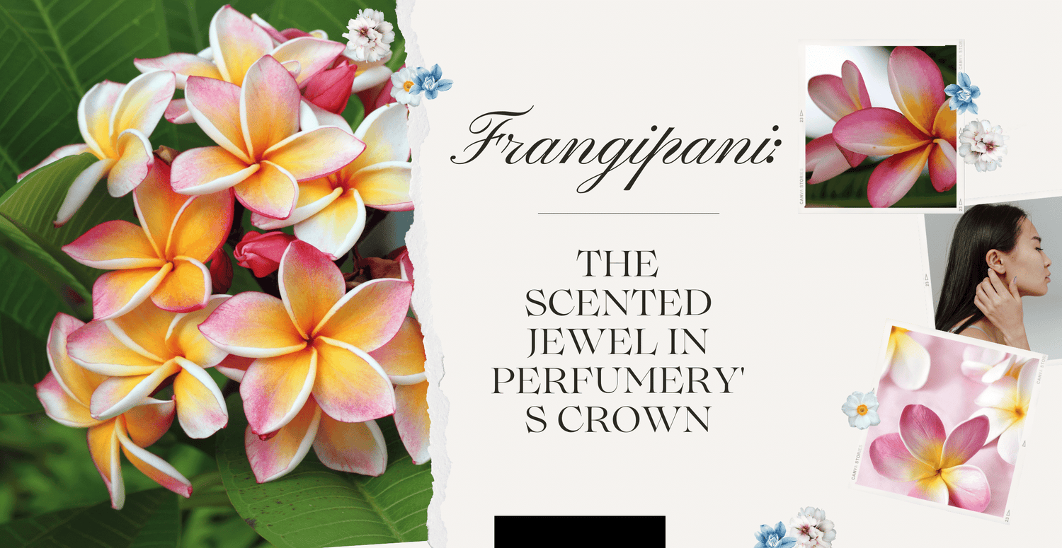 Frangipani: The Scented Jewel in Perfumery's Crown