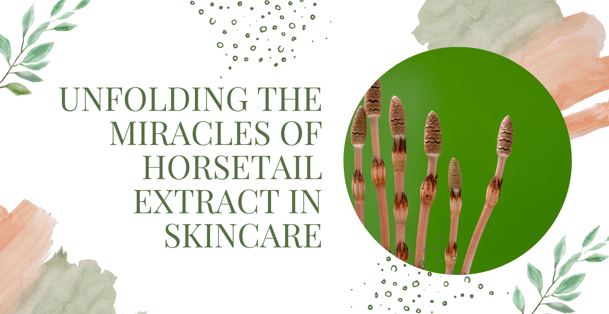 Unfolding the Miracles of Horsetail Extract in Skincare