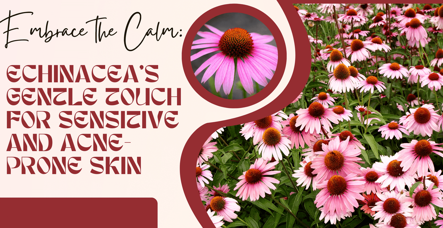 Embrace the Calm: Echinacea's Gentle Touch for Sensitive and Acne-Prone Skin
