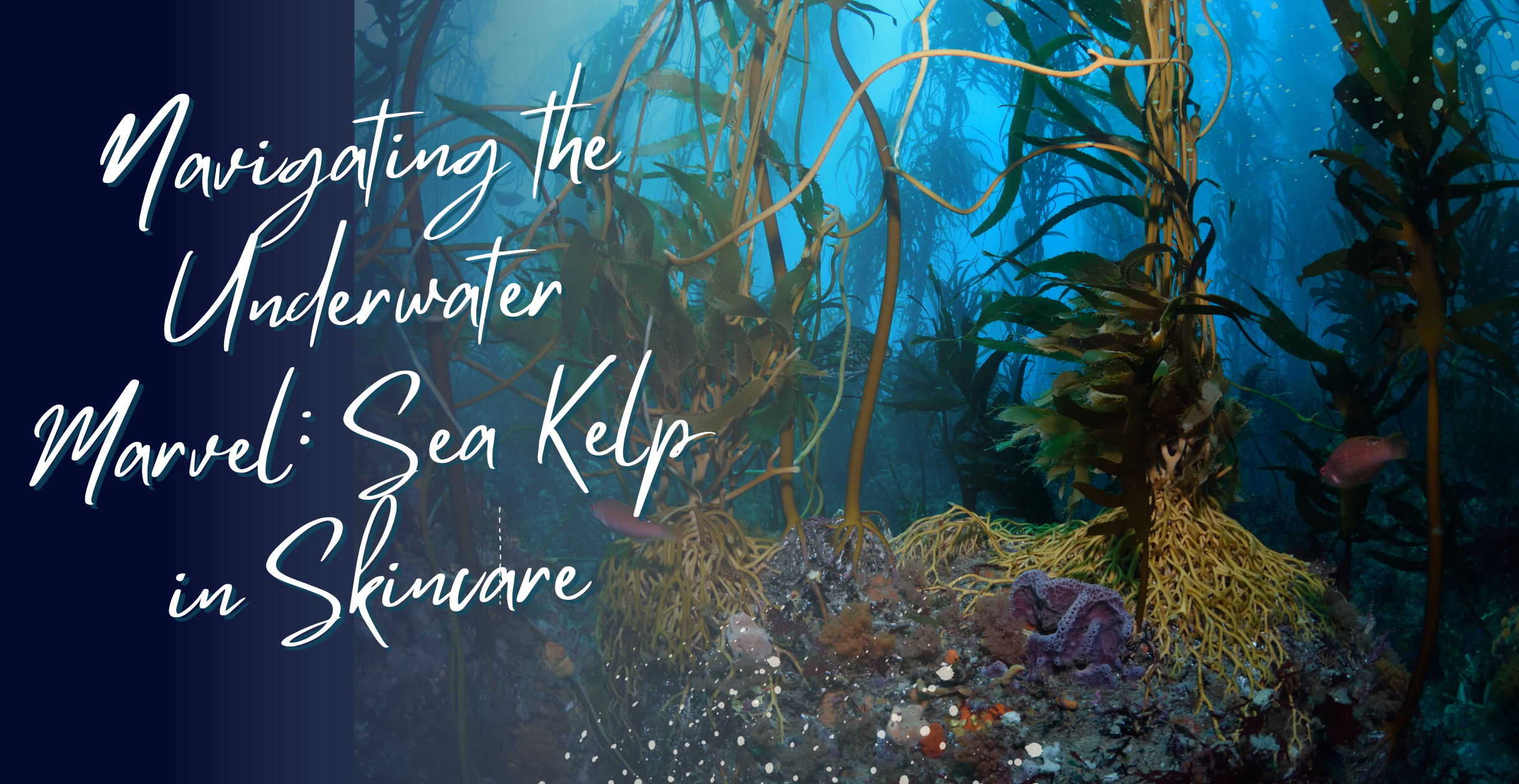 Navigating the Underwater Marvel: Sea Kelp in Skincare