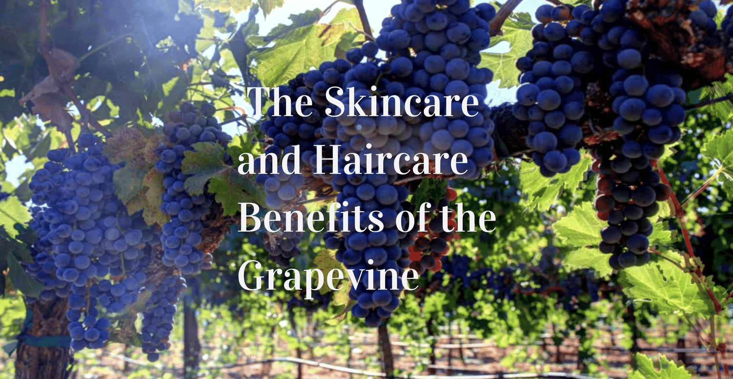 Vitis Vinifera: Unveiling the Skincare and Haircare Benefits of the Grapevine