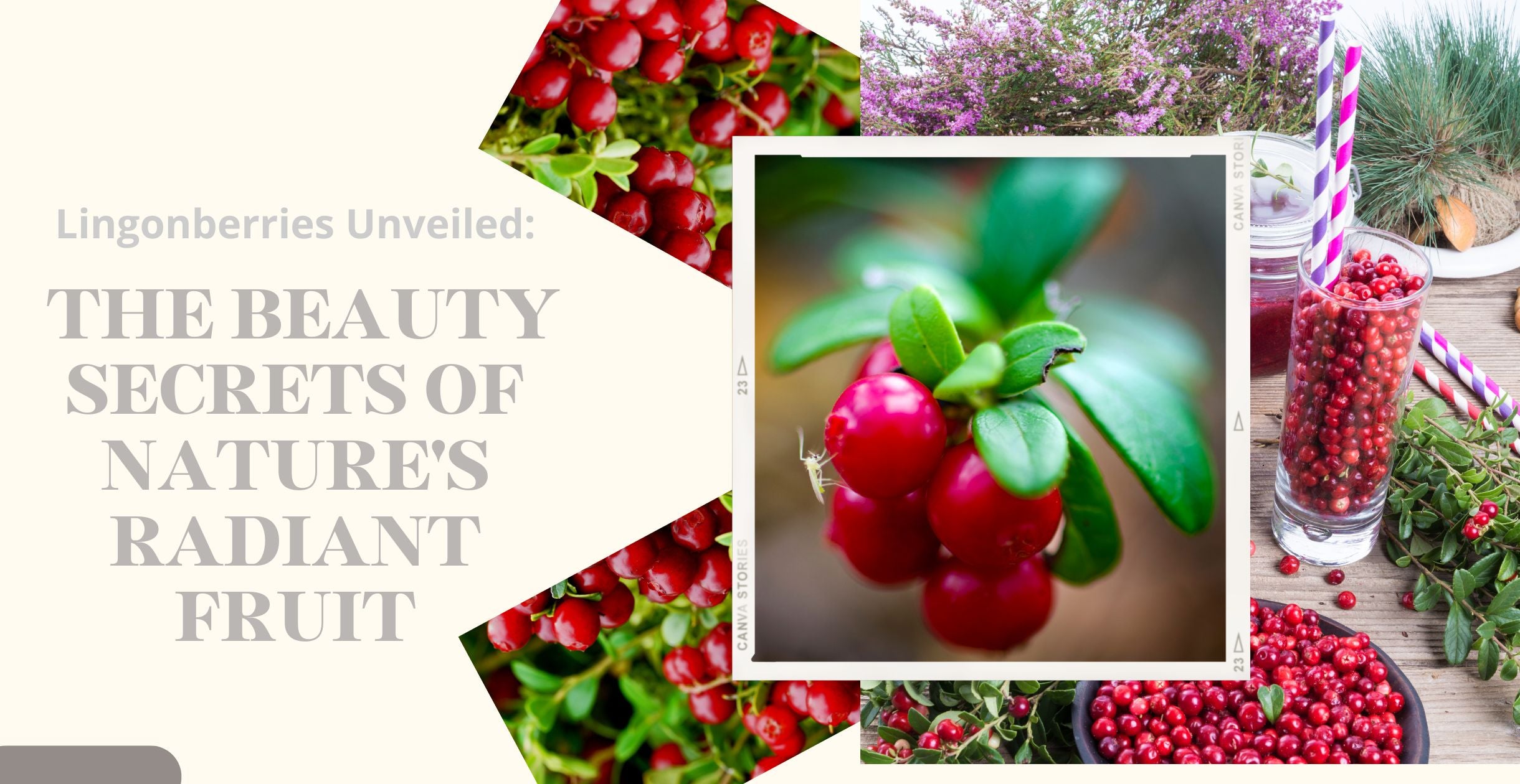 Lingonberries Unveiled: The Beauty Secrets of Nature's Radiant Fruit