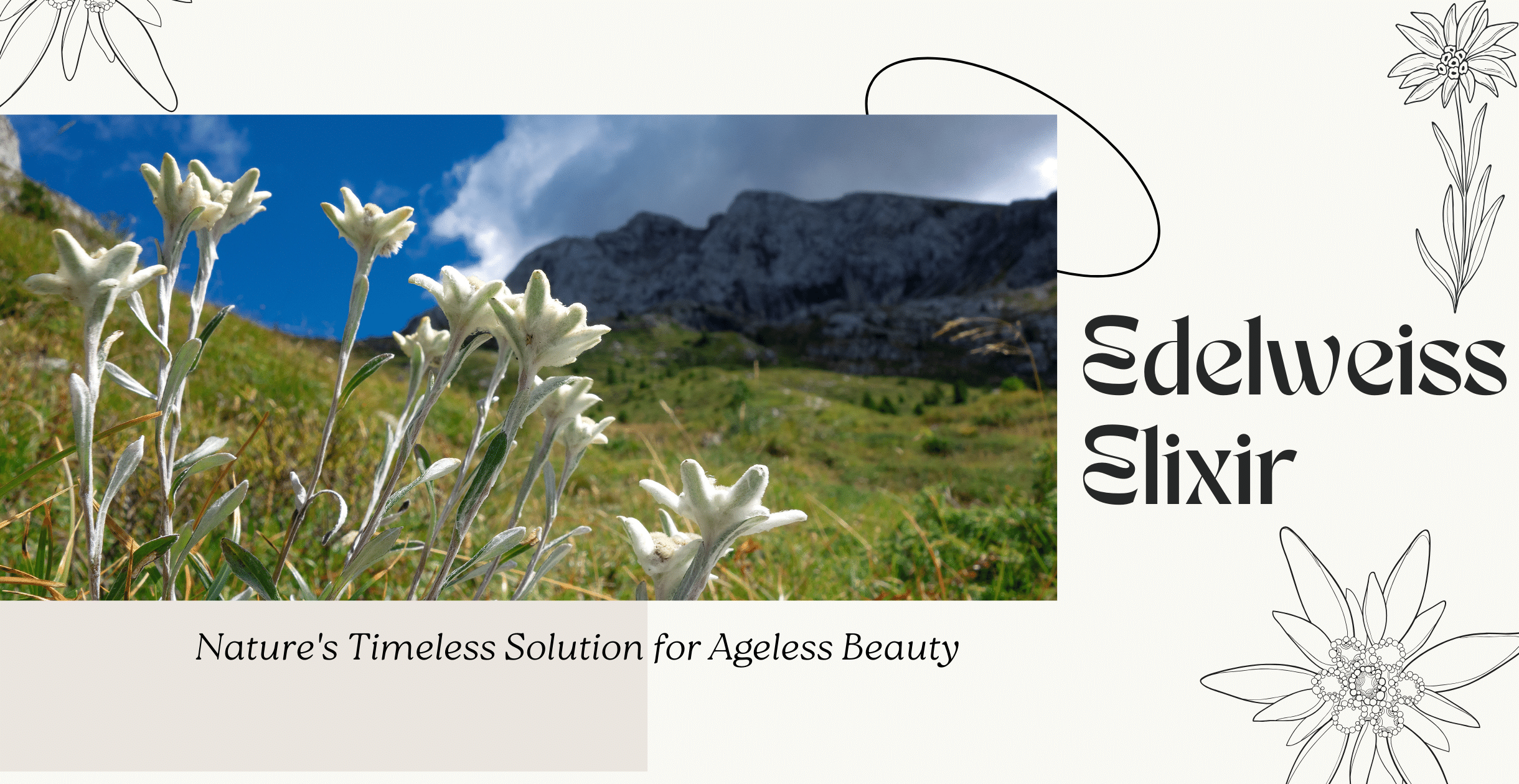 Edelweiss Elixir: Nature's Timeless Solution for Ageless Beauty