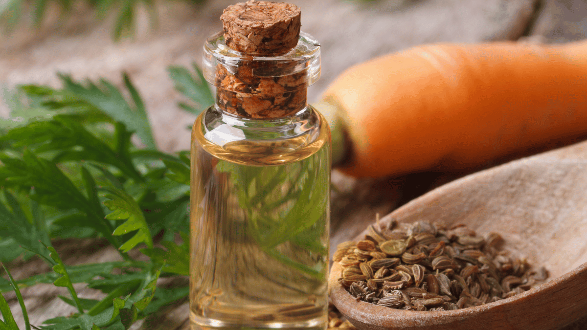 carrot seed oil 