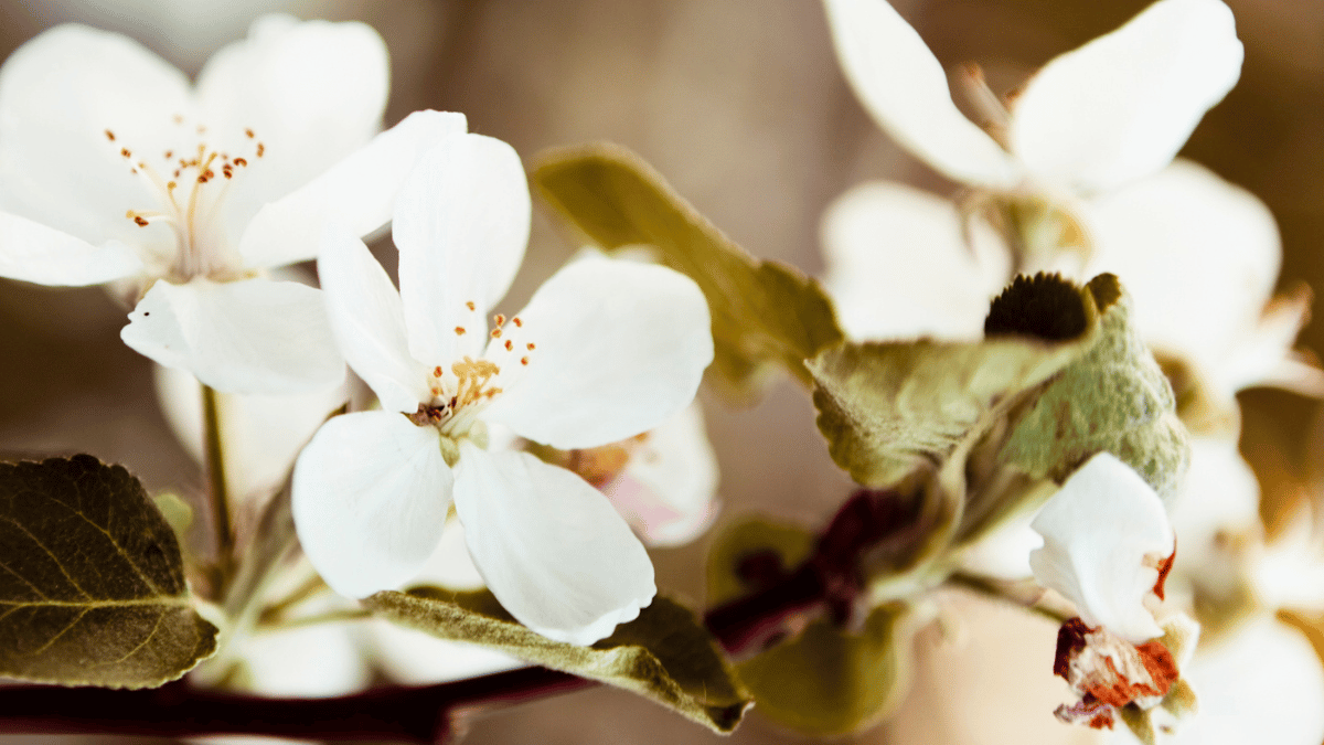 Understanding Fragrance in Skincare