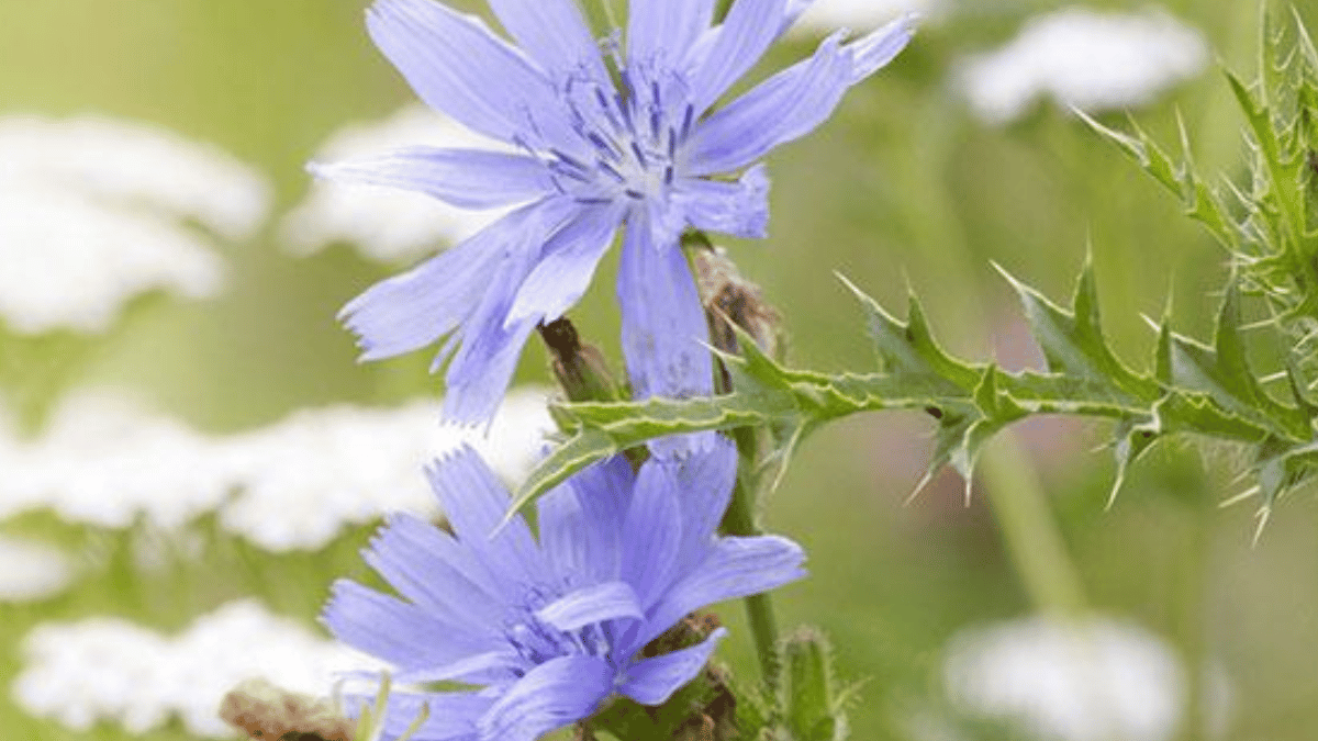 geraniol in hair care