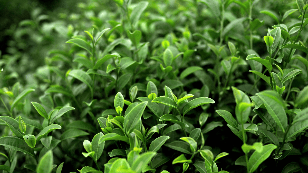 Does green tea extract lighten skin?