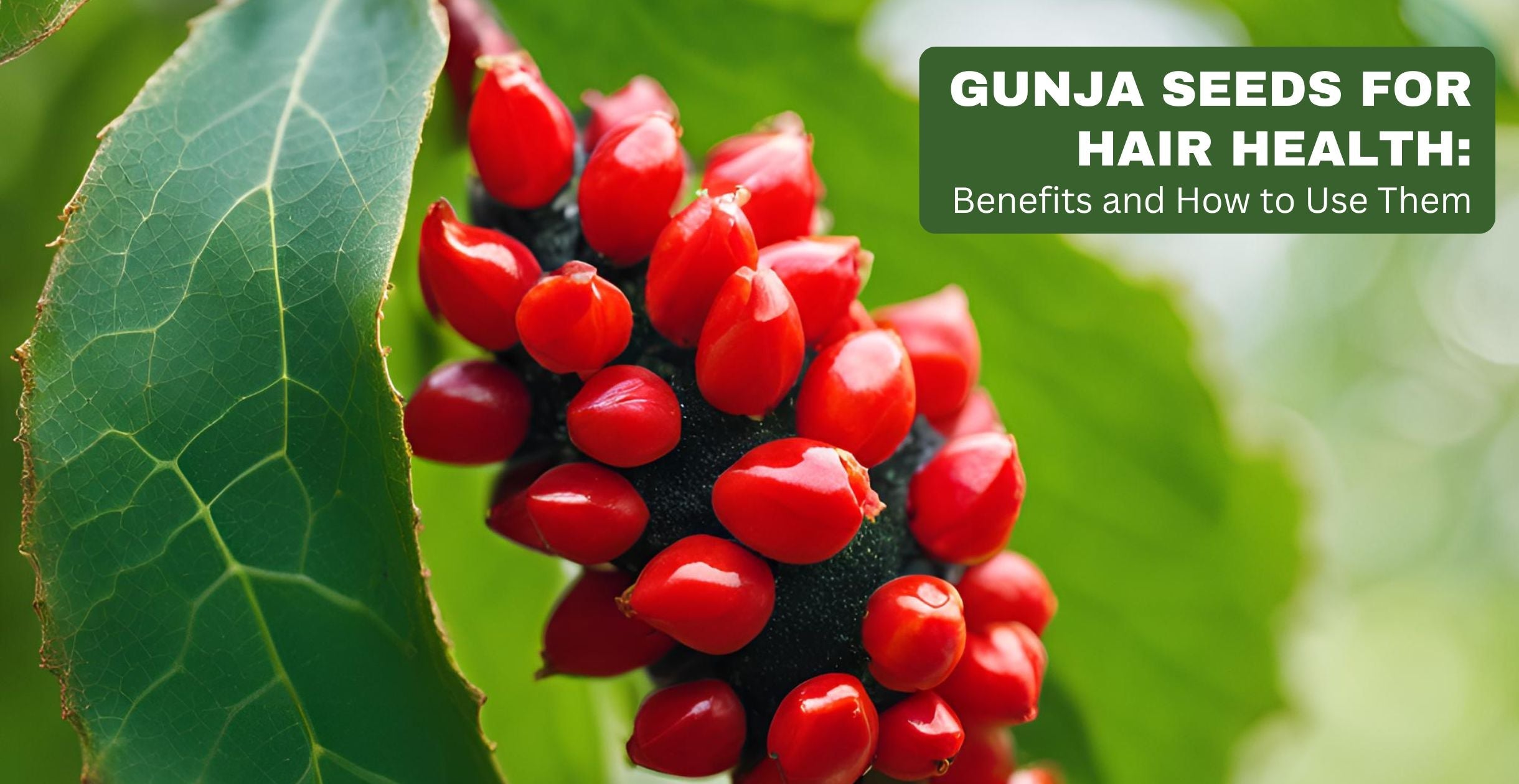 Gunja Seeds for Hair Health: Benefits and How to Use Them