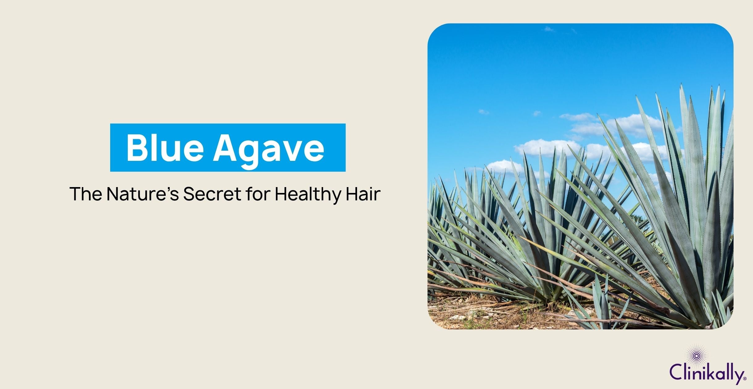 Blue Agave: The Nature’s Secret for Healthy Hair