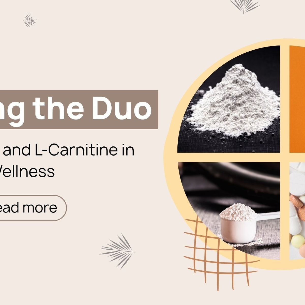 l carnitine vs carnosine How to Analyze Carnitine and Acylcarnitine?