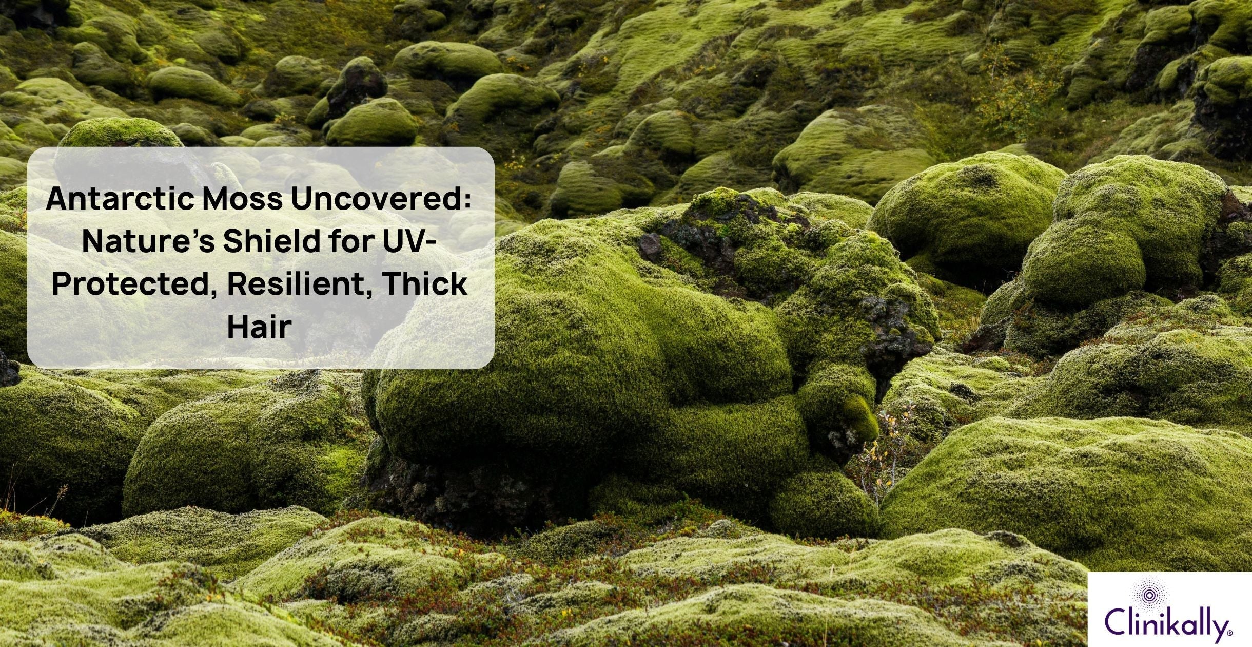 Antarctic Moss: The Nature's Gift for Healthy & Thick hair