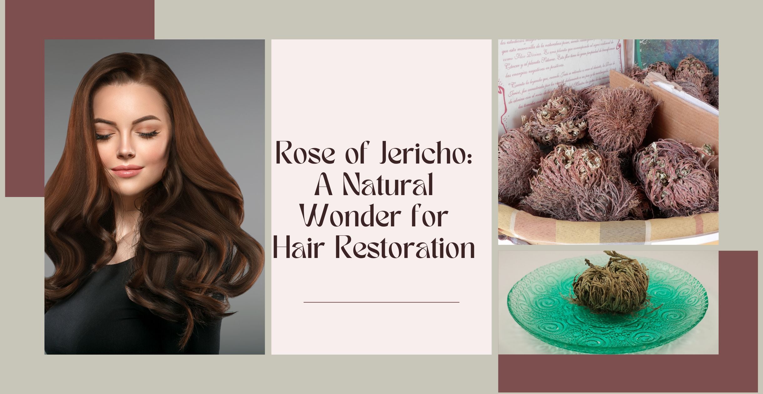 Rose of Jericho: A Natural Wonder for Hair Restoration