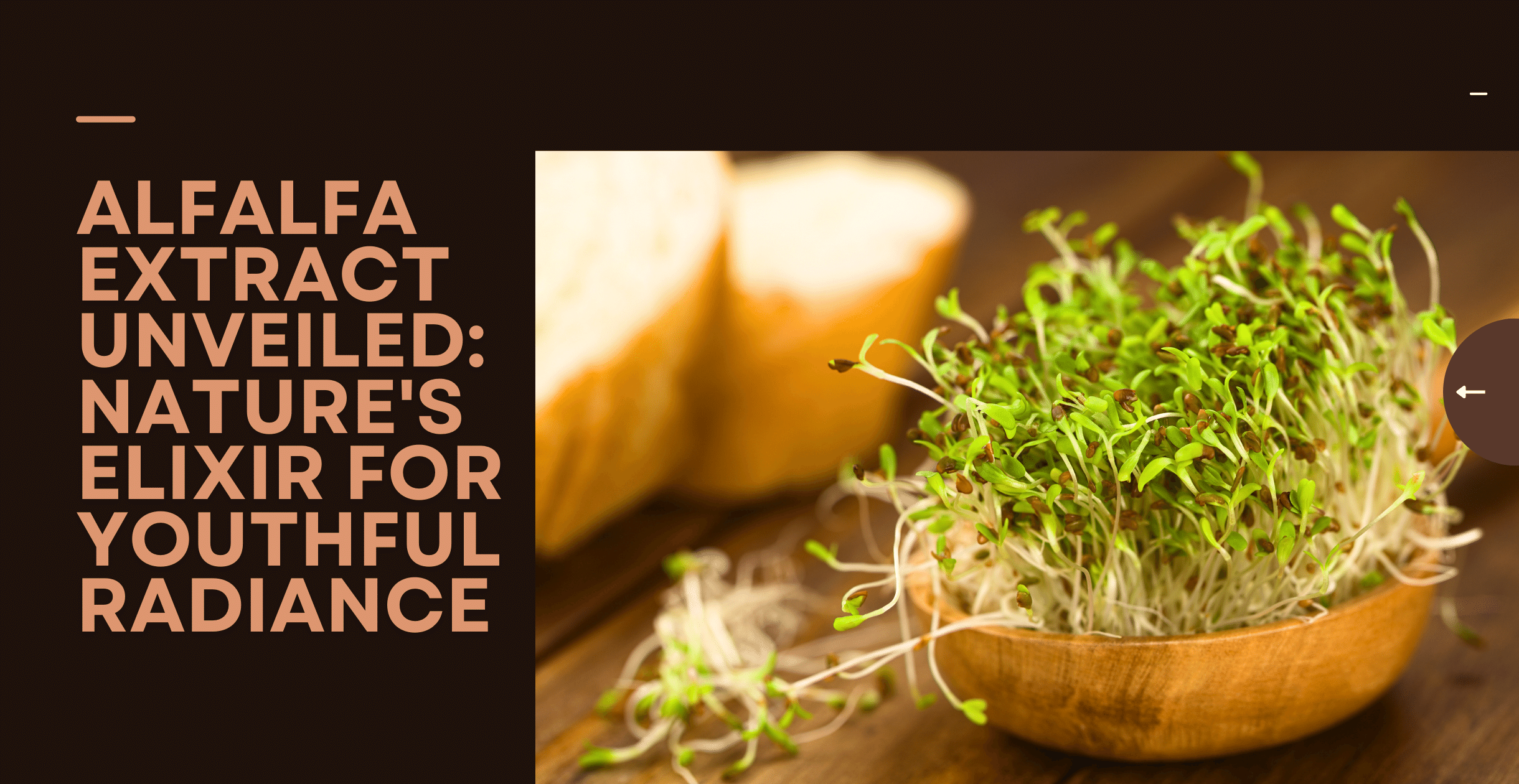 Alfalfa Extract Unveiled: Nature's Elixir for Youthful Radiance