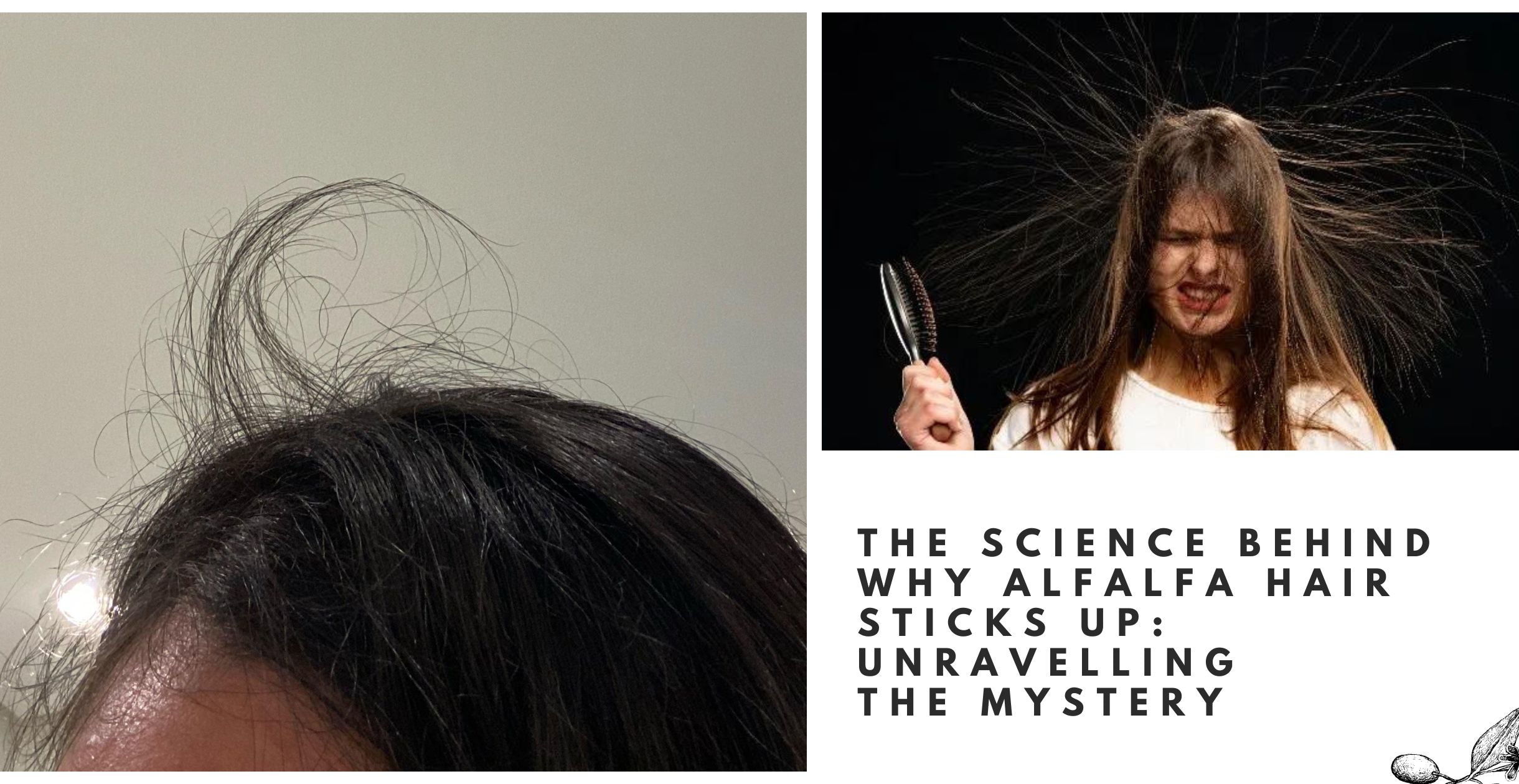 The Science Behind Why Alfalfa Hair Sticks Up: Unravelling the Mystery