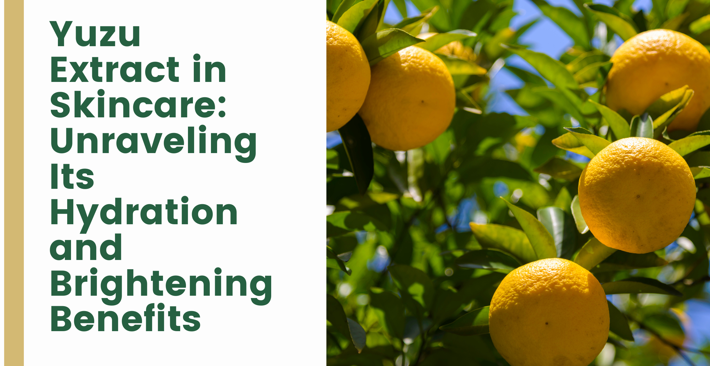 Yuzu Extract in Skincare: Unraveling Its Hydration and Brightening Benefits