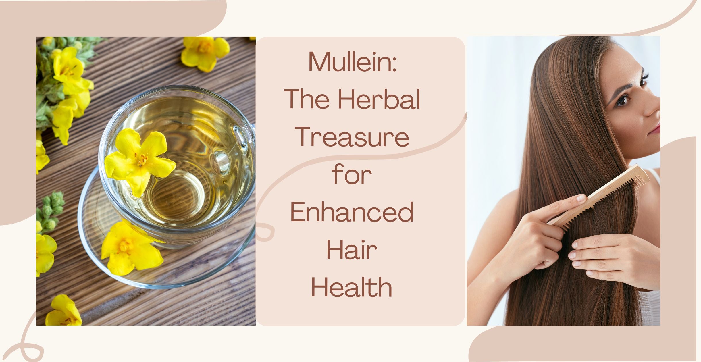 Mullein: The Herbal Treasure for Enhanced Hair Health