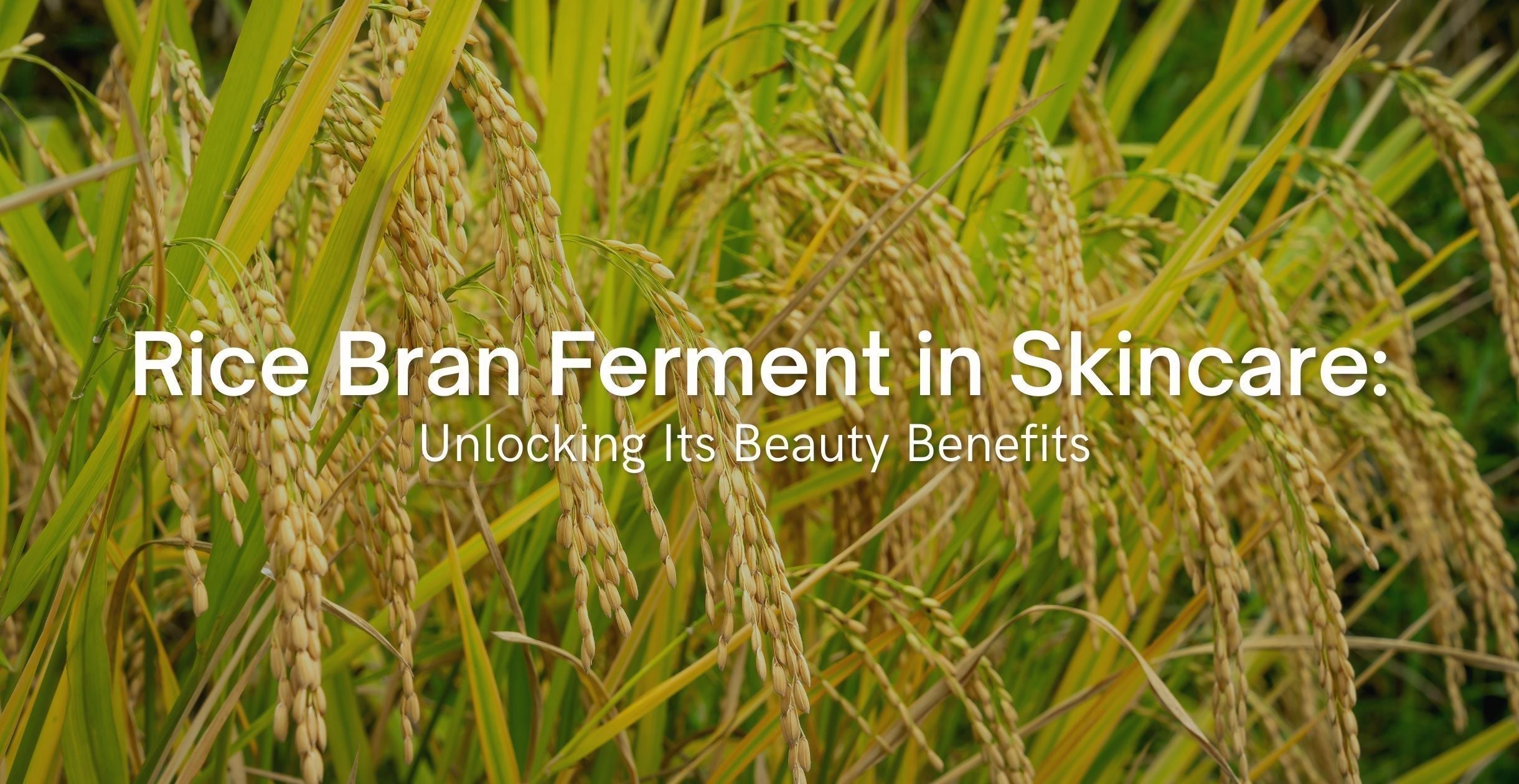Rice Bran Ferment in Skincare: Unlocking Its Beauty Benefits