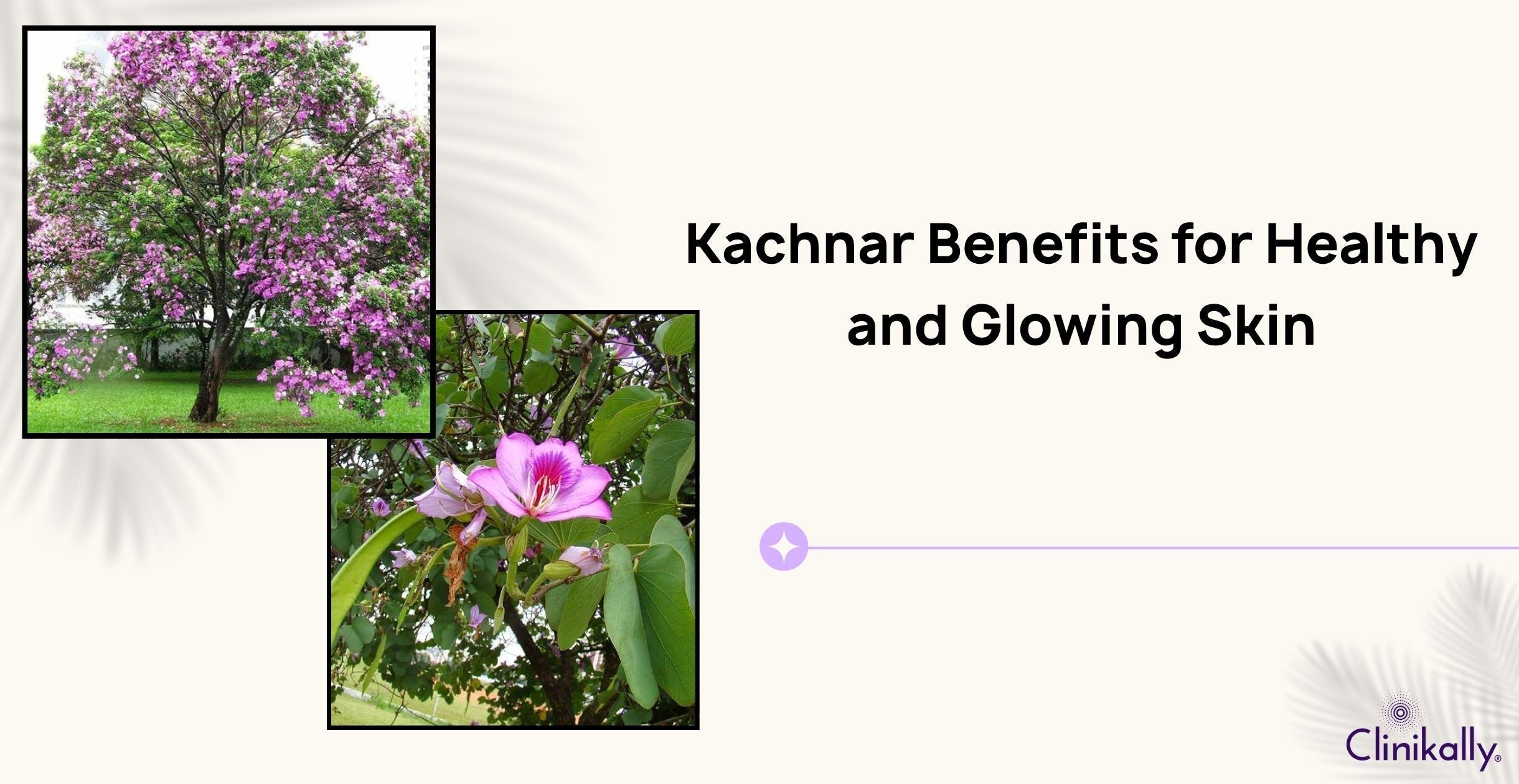 Kachnar (Bauhinia Variegata) Benefits for Healthy and Glowing Skin
