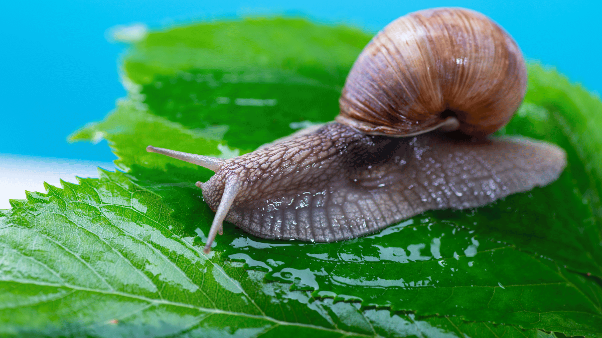 snail mucin benefits