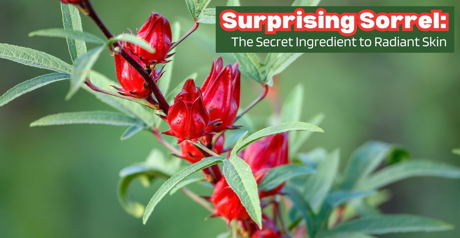 Surprising Sorrel: The Secret Ingredient to Radiant Skin