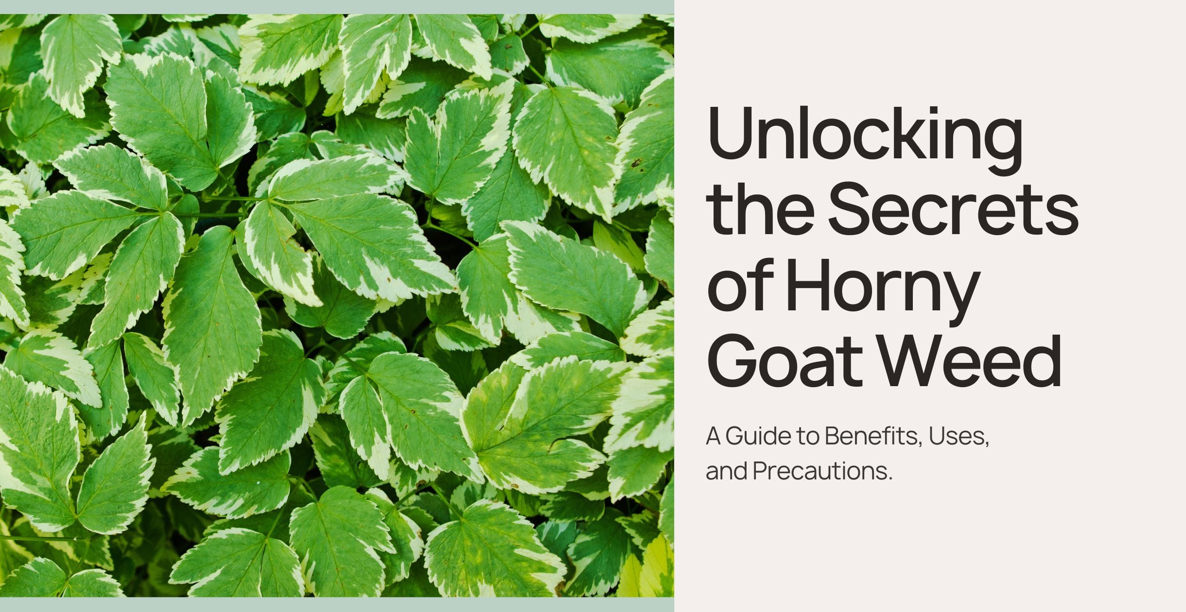Unlocking the Secrets of Horny Goat Weed: A Comprehensive Guide to Benefits, Uses, and Precautions
