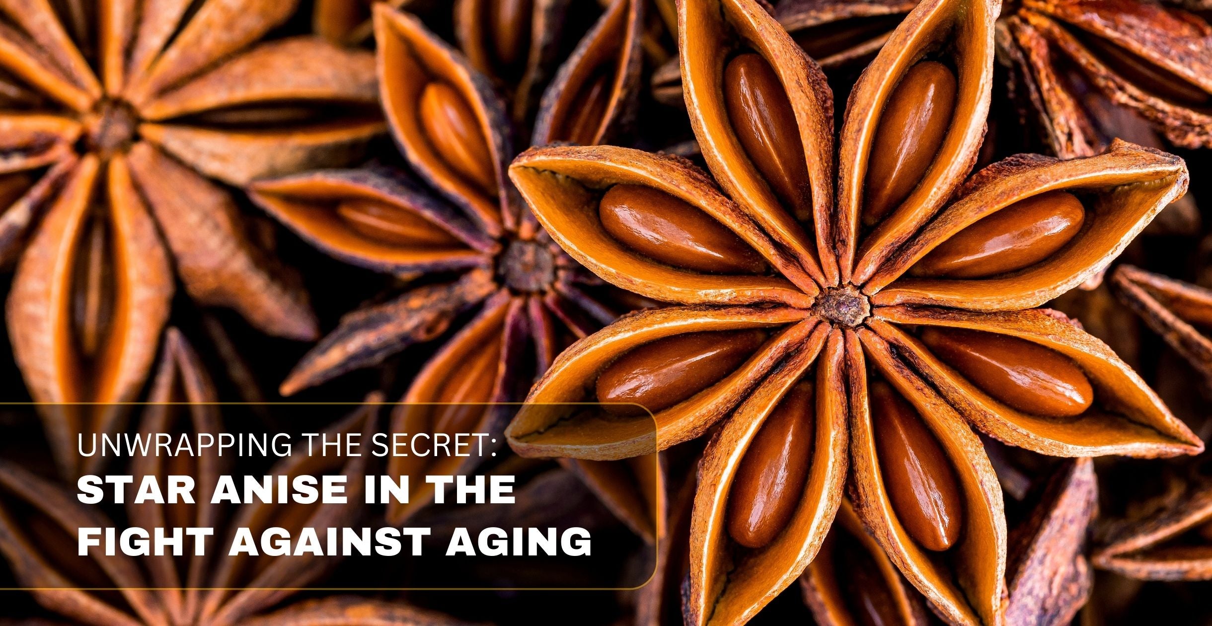 Unwrapping the Secret: Star Anise in the Fight Against Aging
