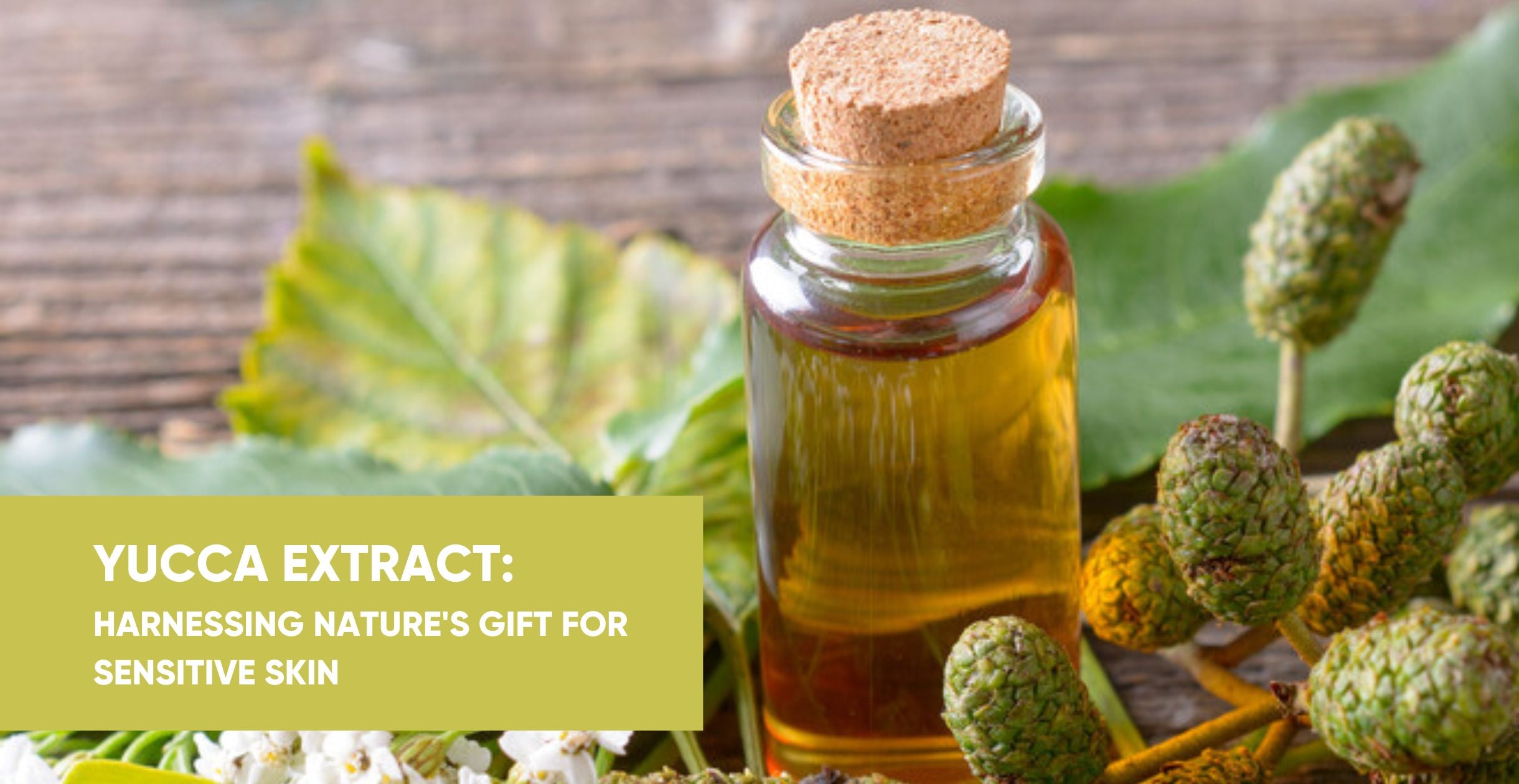 Yucca Extract: Harnessing Nature's Gift for Sensitive Skin
