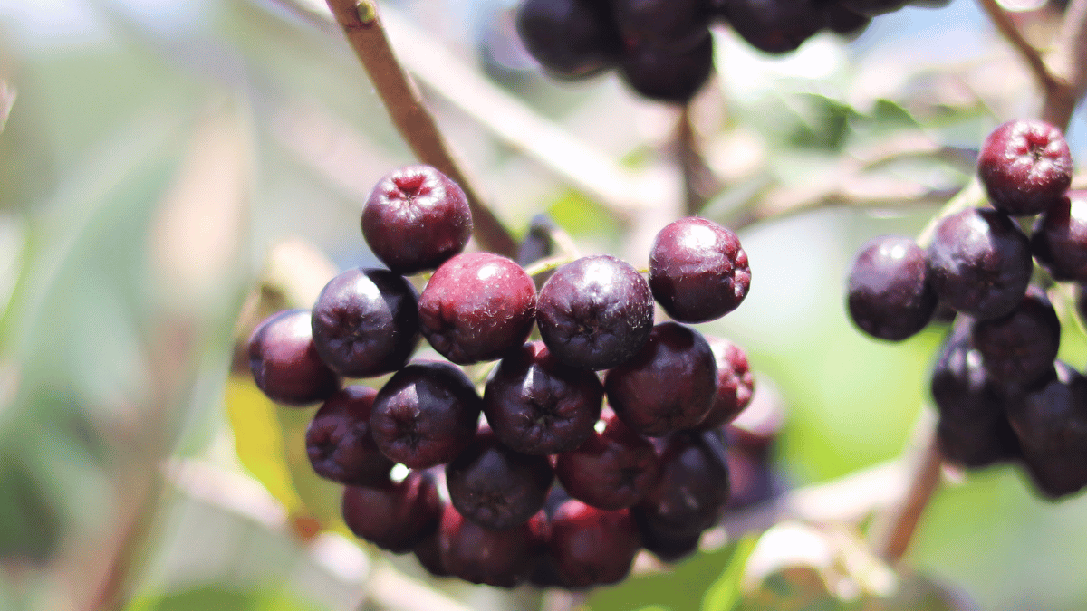 acai berries benefits 