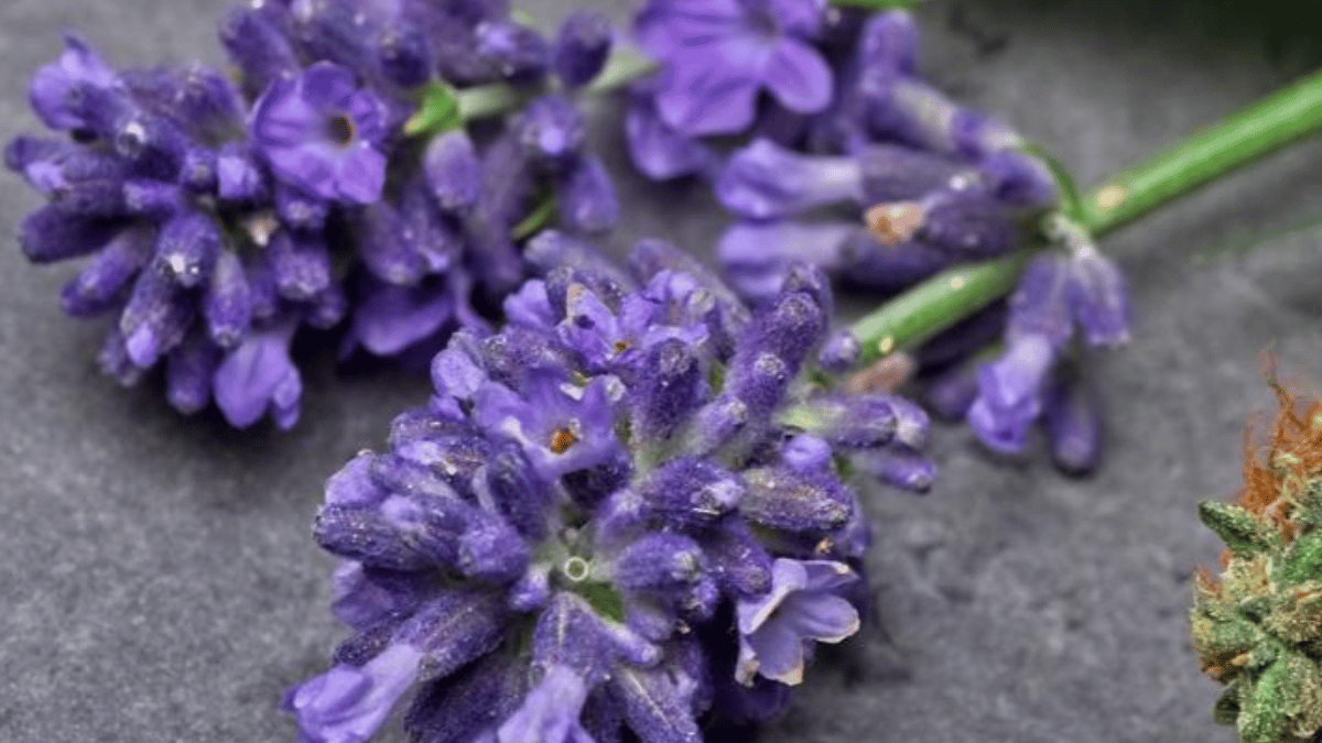 linalool in skin care