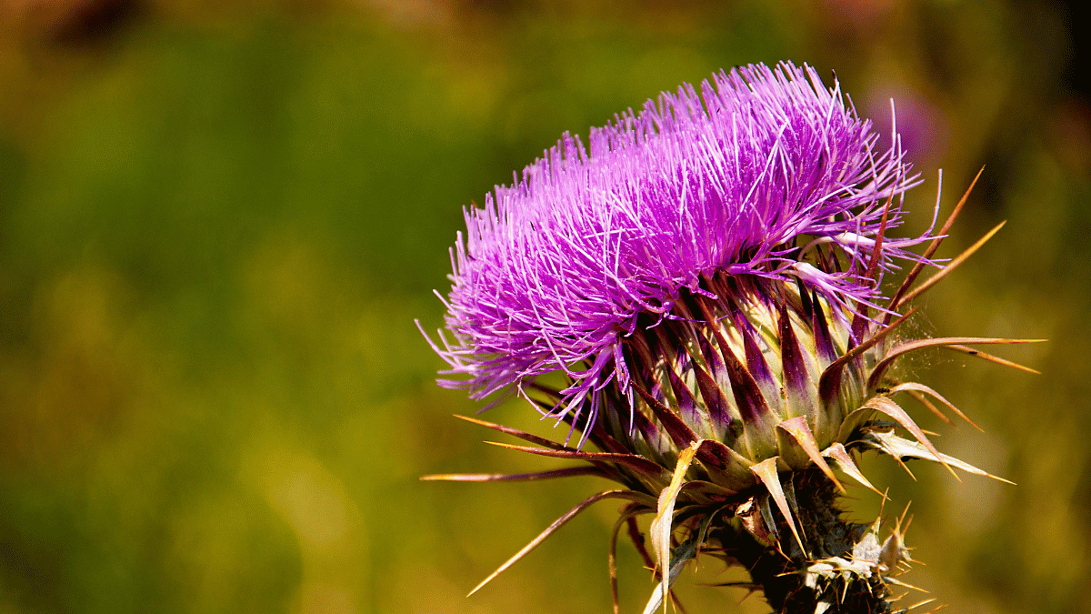 milk thistle 